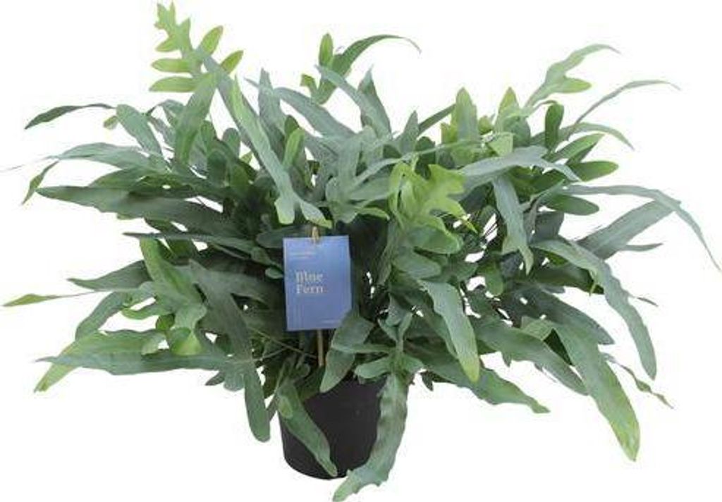 Blauer Tüpfelfarn Phlebodium aureum Blue Star Ø17cm 50cm Zimmerpflanze