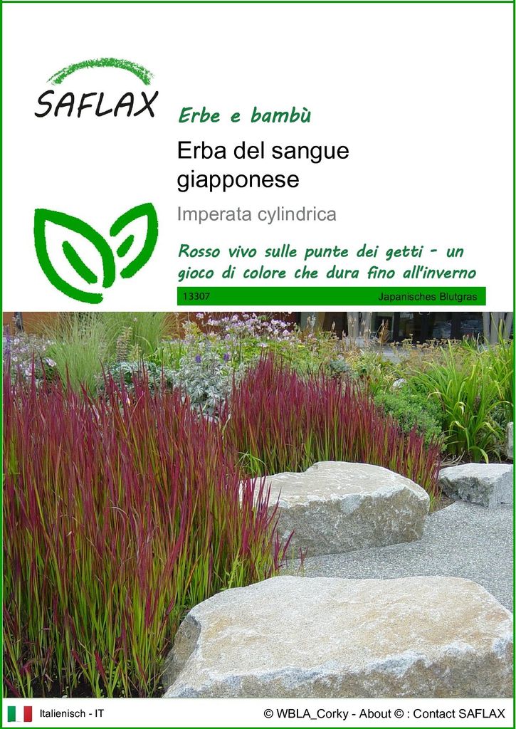 SAFLAX  - Erba del sangue giapponese - 50 semi - Imperata Immagine del prodotto 