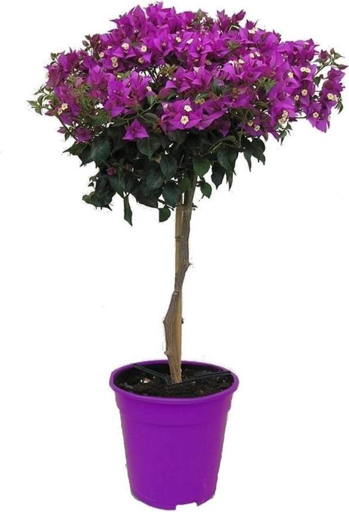 Bugenwilla - Bougainvillea 'Alexandra' - Wysokość 50-60cm - Zdjęcie produktu 