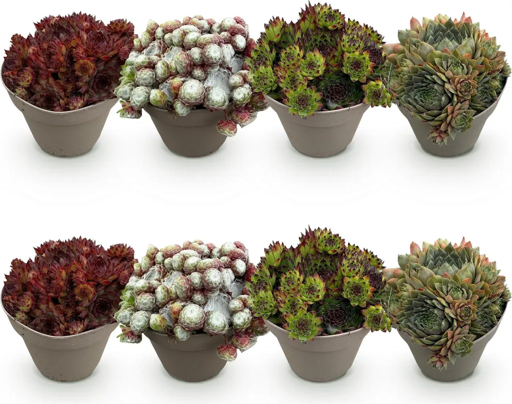 Plante couvre-sol Sempervivum Big Sam : Lot de 8 succulentes d'extérieur