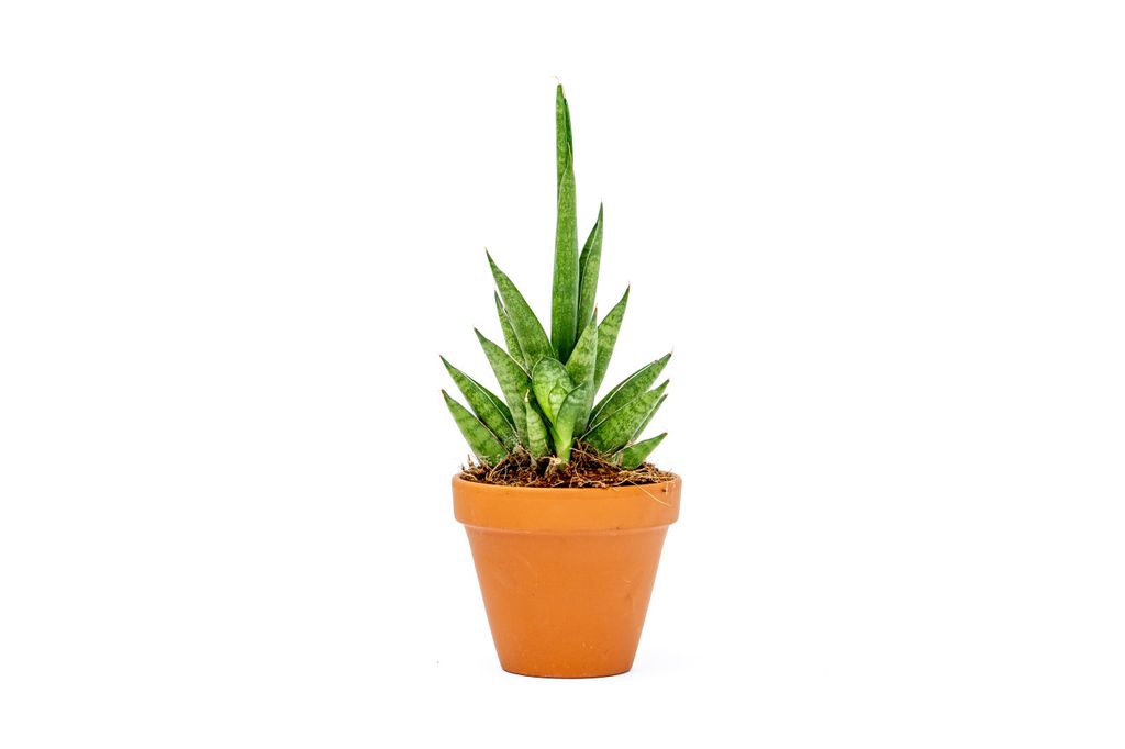 Gardners Sansevieria cylindrica Starshooter, priemer 7 cm Obrázok produktu 