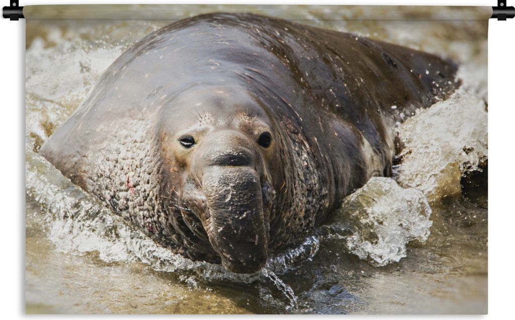 MuchoWow Wandteppich Wandbehang Tiere - Wasser - Strand 90x60 cm Tapisserie Dekoration Wandtuch - Wandskulpturen - Bildteppich