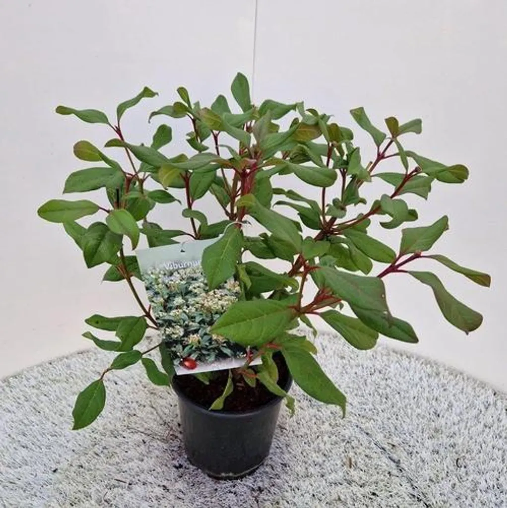 Viburnum x globosum Jermyn's Globe 30 cm : Idéal pour bordures et bacs