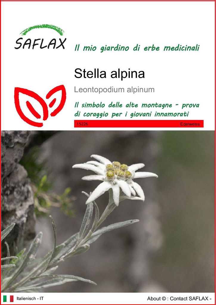 SAFLAX  - Stella alpina - 500 semi - Leontopodium Immagine del prodotto 