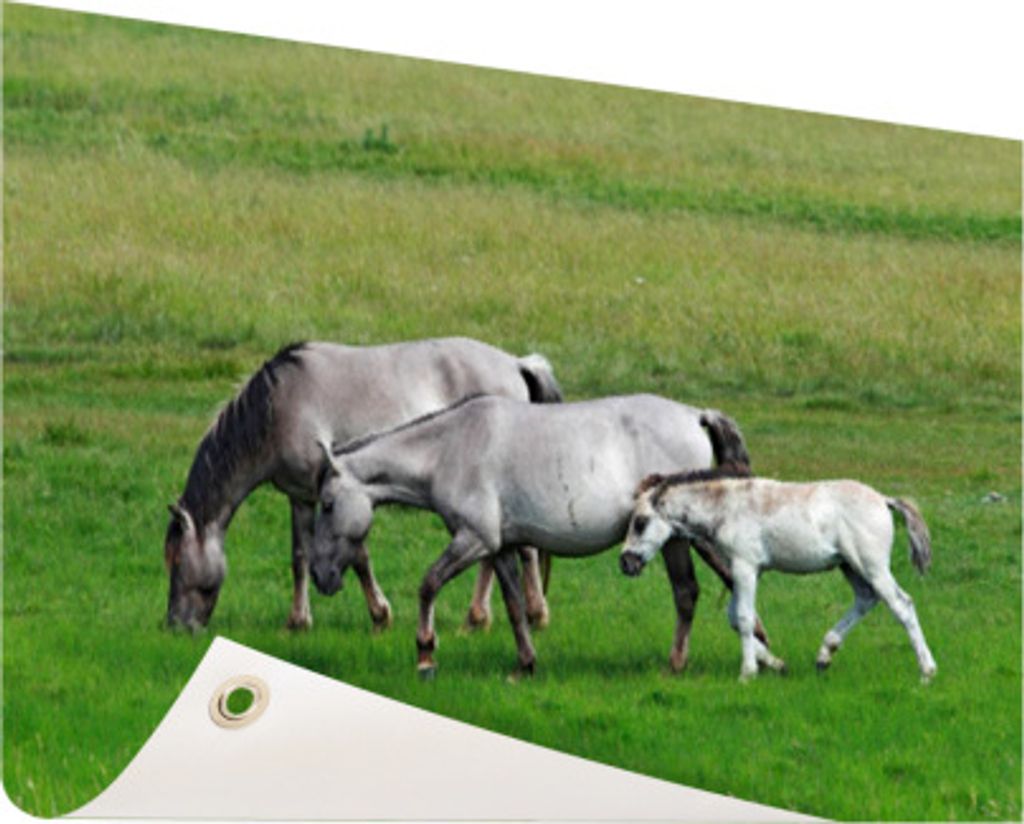 Gartenposter - 60x40 cm - Konik Pferde - Modernes Wandbilder - NutzTierposter