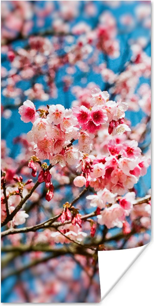 MuchoWow Poster Frühling - Sakura - Rosa 60x120 cm - Wandschmuck