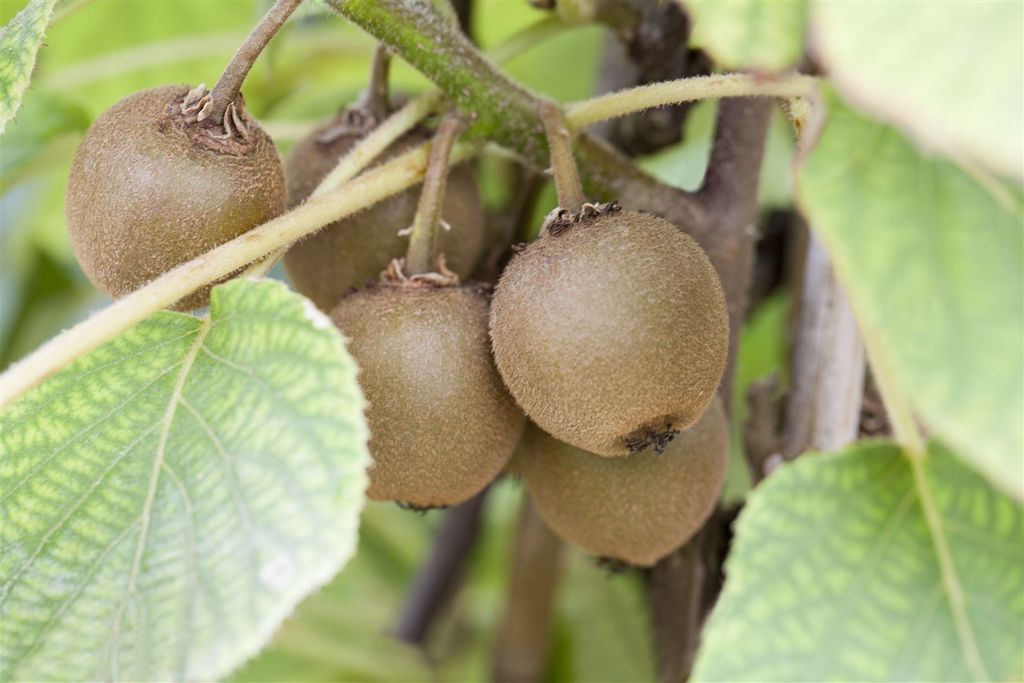 Actinidia chinensis 'Boskoop', Kiwi, 40–60 cm