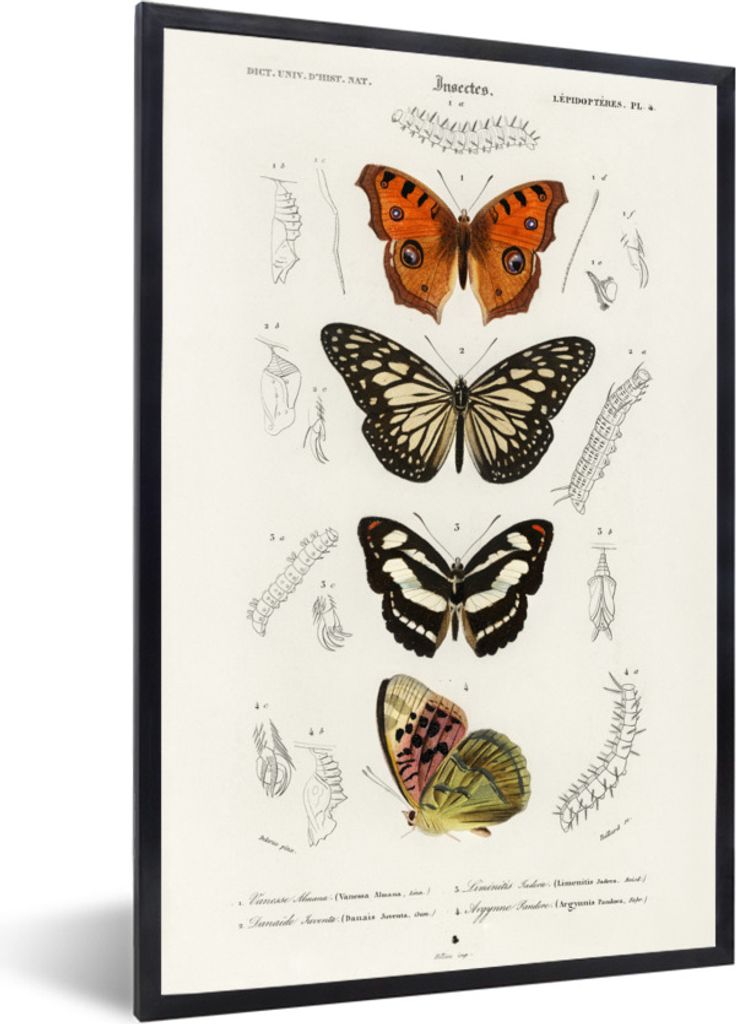 MuchoWow Gerahmtes Poster Schmetterling - Vintage - Insekten 40x60 cm - Poster mit Schwarzem Bilderrahmen Wandposter Rahmen Foto Bilder - Papierd...