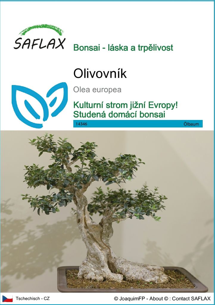 SAFLAX - olivovník - Olea europea - 20 Semena Obrázek produktu 