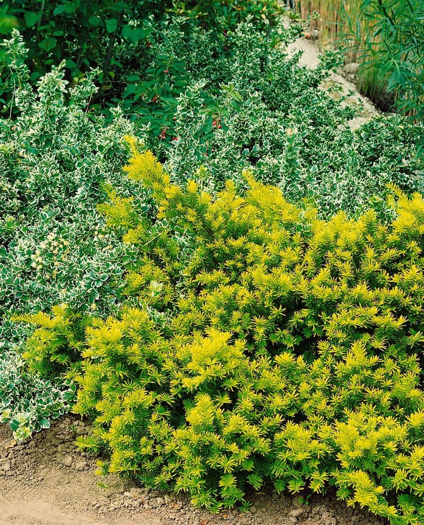 Taxus baccata 'Washingtonii', Gelbe Eibe, 30–40 cm