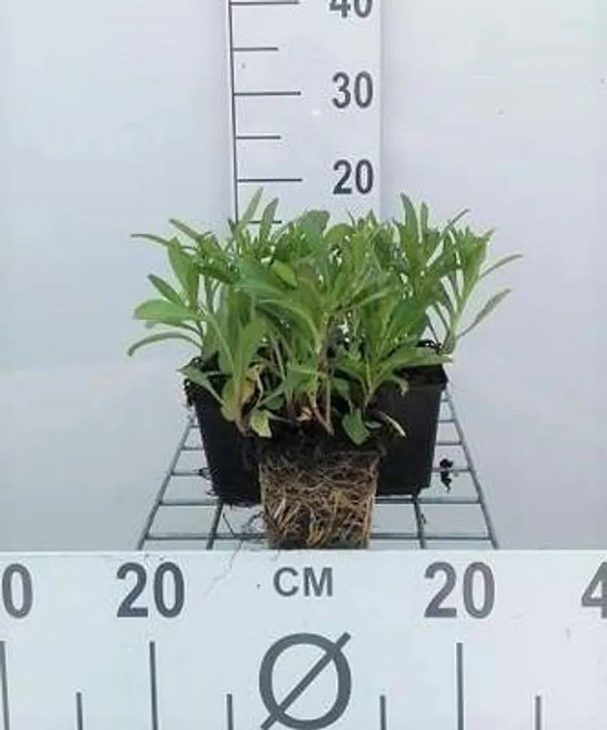 Marguerite Vivace Silberprinzesschen en Lot de 6 Plants pour Jardin
