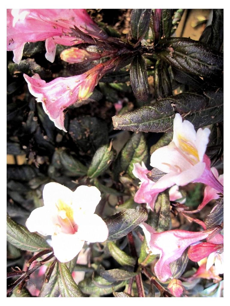 Zwerg-Weigelie Vintage Love - Weigela florida Vintage Love - 30-40 cm
