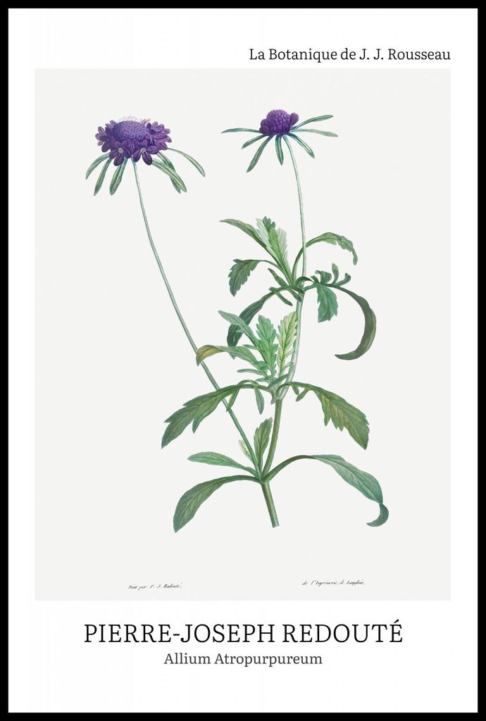 Plakat 61x91,5cm Design Allium Atropurpureum, Redoute Vintage für das Wohnzimmer