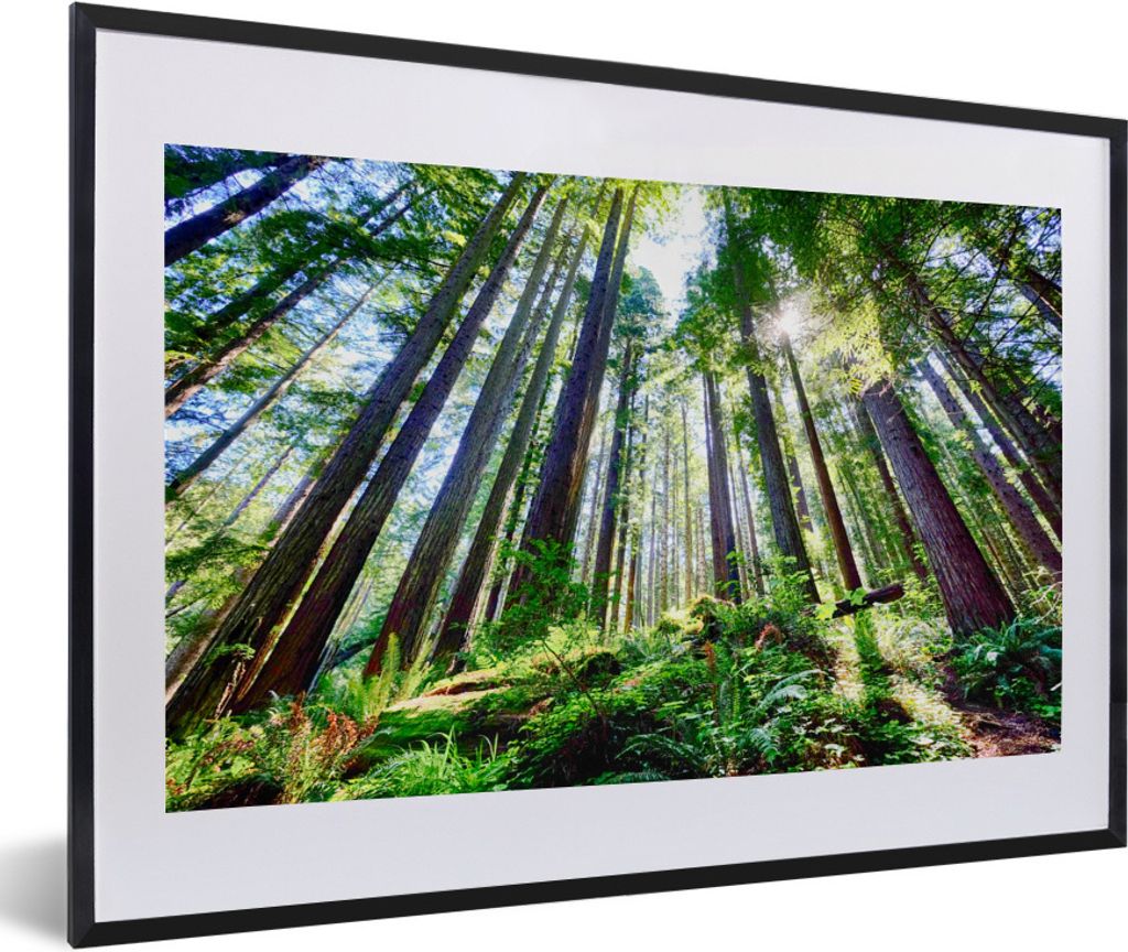MuchoWow Gerahmtes Poster Schönes Bild von Redwood Bäume mit Sonnenstrahlen 60x40 cm - Poster mit Schwarzem Bilderrahmen Wandposter Rahmen Foto...