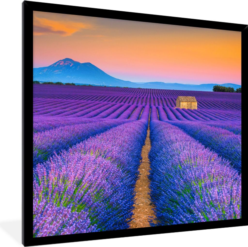 MuchoWow Gerahmtes Poster Lavendel - Lila - Blumen 40x40 cm - Poster mit Schwarzem Bilderrahmen Wandposter Rahmen Foto Bilder - Mit Rahmen - Wand...