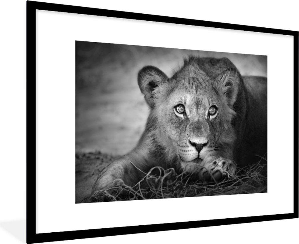 MuchoWow Gerahmtes Poster Wildtiere - Löwe - Natur - Schwarz - Weiß 90x60 cm - Poster mit Schwarzem Bilderrahmen Wandposter Rahmen Foto Bilder ...