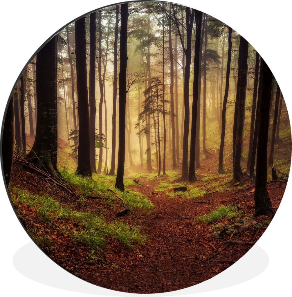 MuchoWow Aluminium Wandkreis Bäume - Natur - Wald Ø 90 cm Wanddeko Modern Wohnzimmer - Mauerkreis - Wandbilder - Runde Bild - Bild aus Aluminiu...
