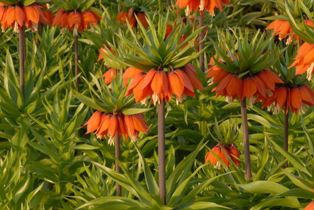 Kaiserkronen orange, Fritillaria imperialis aurora, Gr. Produktbild 