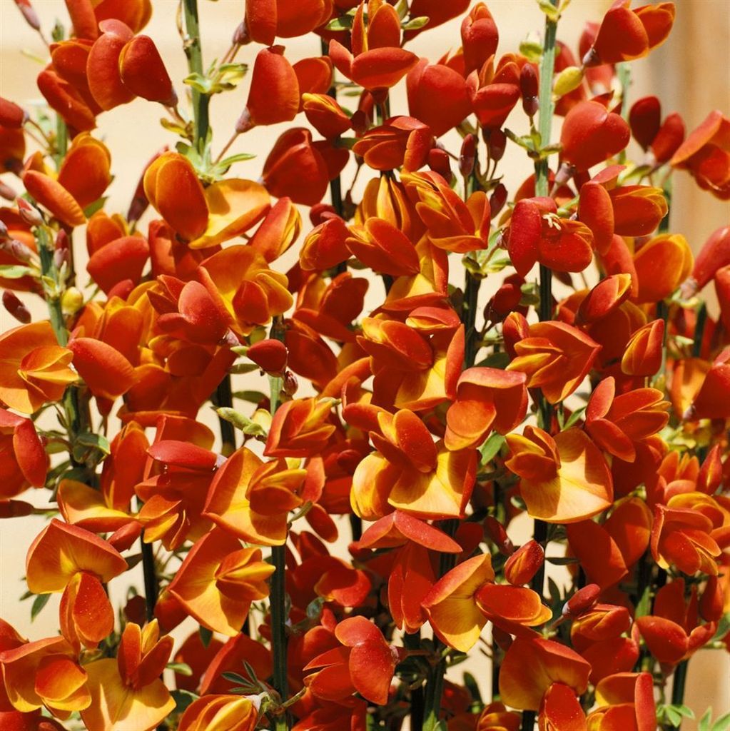 Cytisus scoparius 'Lena', Besenginster, zweifarbig, 60–80 cm