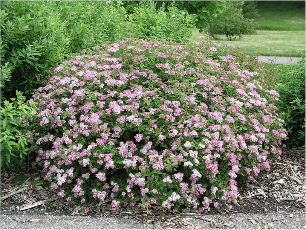 Stauden Gänge 1 x Spiraea japonica 'Little Princess' - Rosa Zwergspiere - Ein Hauch von Romantik für Ihren Garten - Blühende Hecke - Winterhart