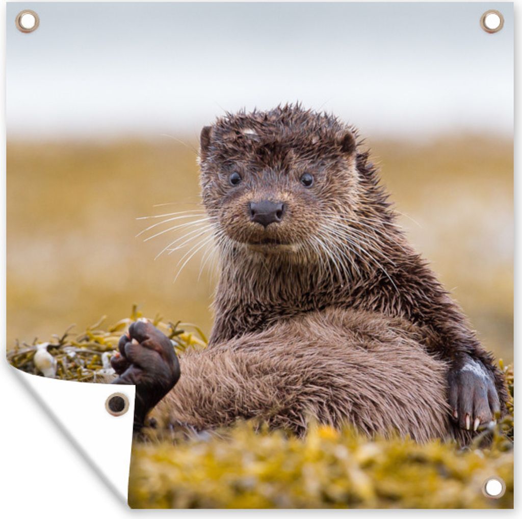 MuchoWow 100x100 cm Outdoor-Poster Gartendeko Sichtschutz Garten Poster für den Garten Schottische Otter