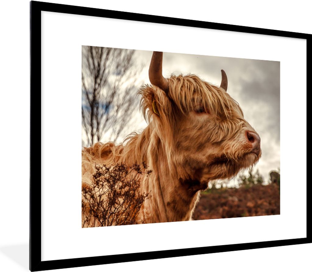 MuchoWow Gerahmtes Poster Scottish Highlander - Strauch - Heidekraut 80x60 cm - Poster mit Schwarzem Bilderrahmen Wandposter Rahmen Foto Bilder -...