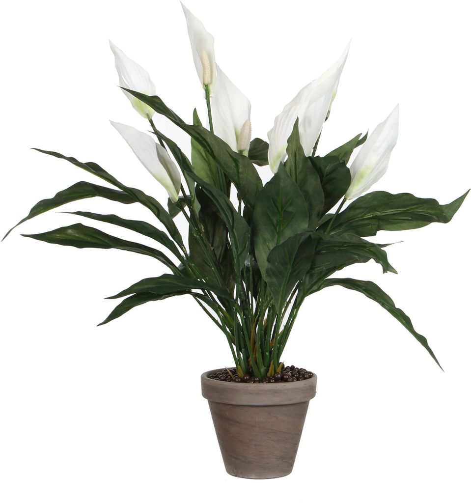 Spathiphyllum - Grün, Weiß Produktbild 