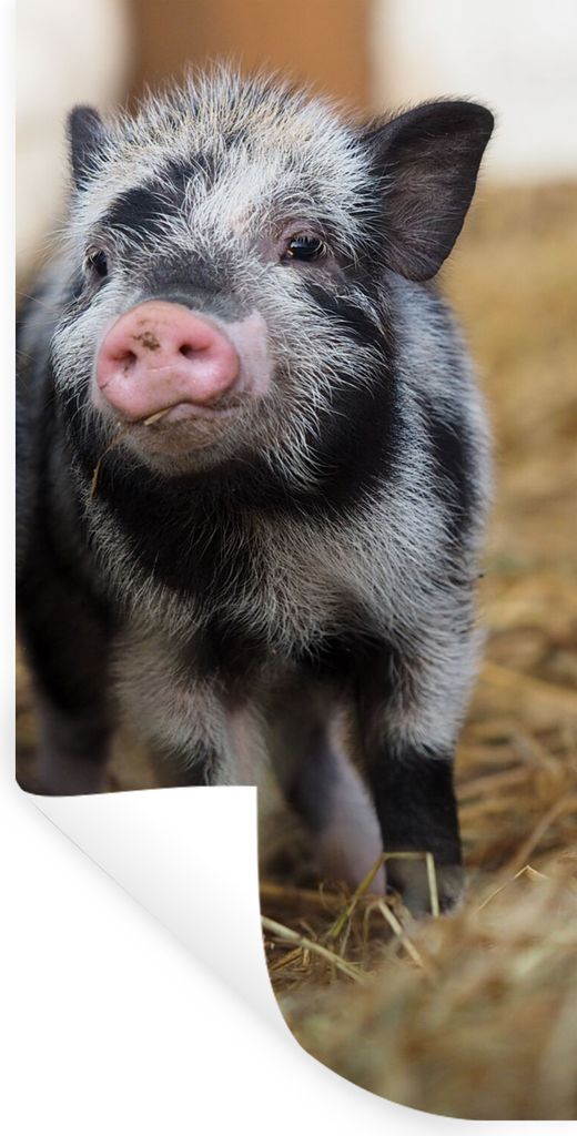 MuchoWow Wandtattoo Wandsticker Wandaufkleber Schwein - Tiere - Ferkel 40x80 cm Selbstklebend und Repositionierbar - Repositionierbar - Wasser ab...