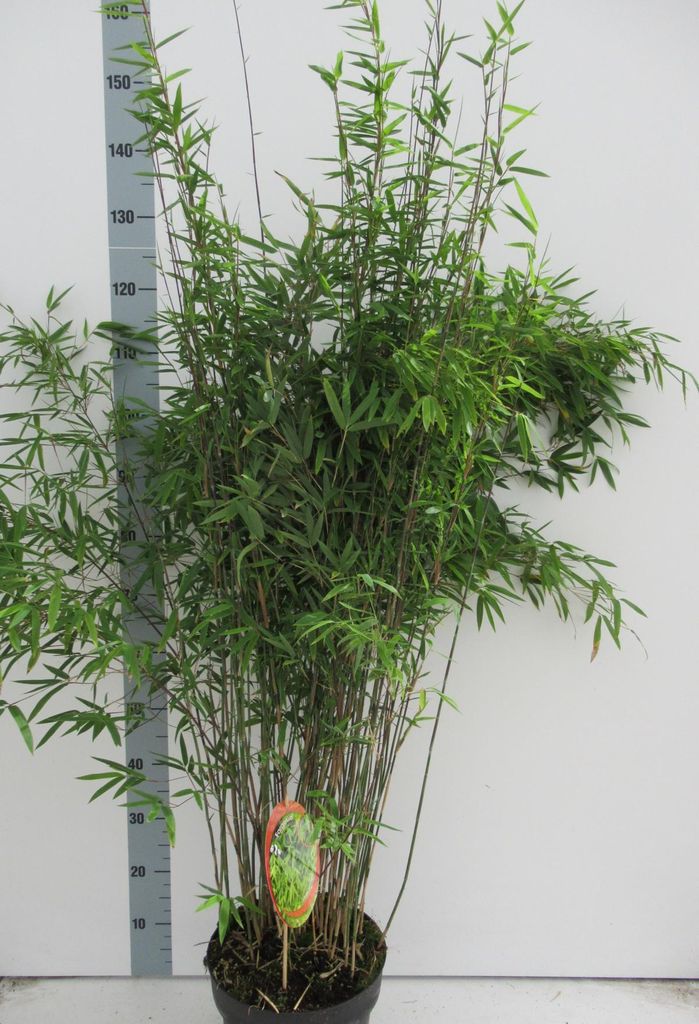 Fargesia nitida 'Volcano' C1 - 1 litr - Kulovitý bambusový Obrázek produktu 