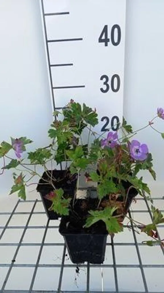 Plante Vivace Géranium 'Silvia's Surprise'® - Lot de 6 Bec de cigogne