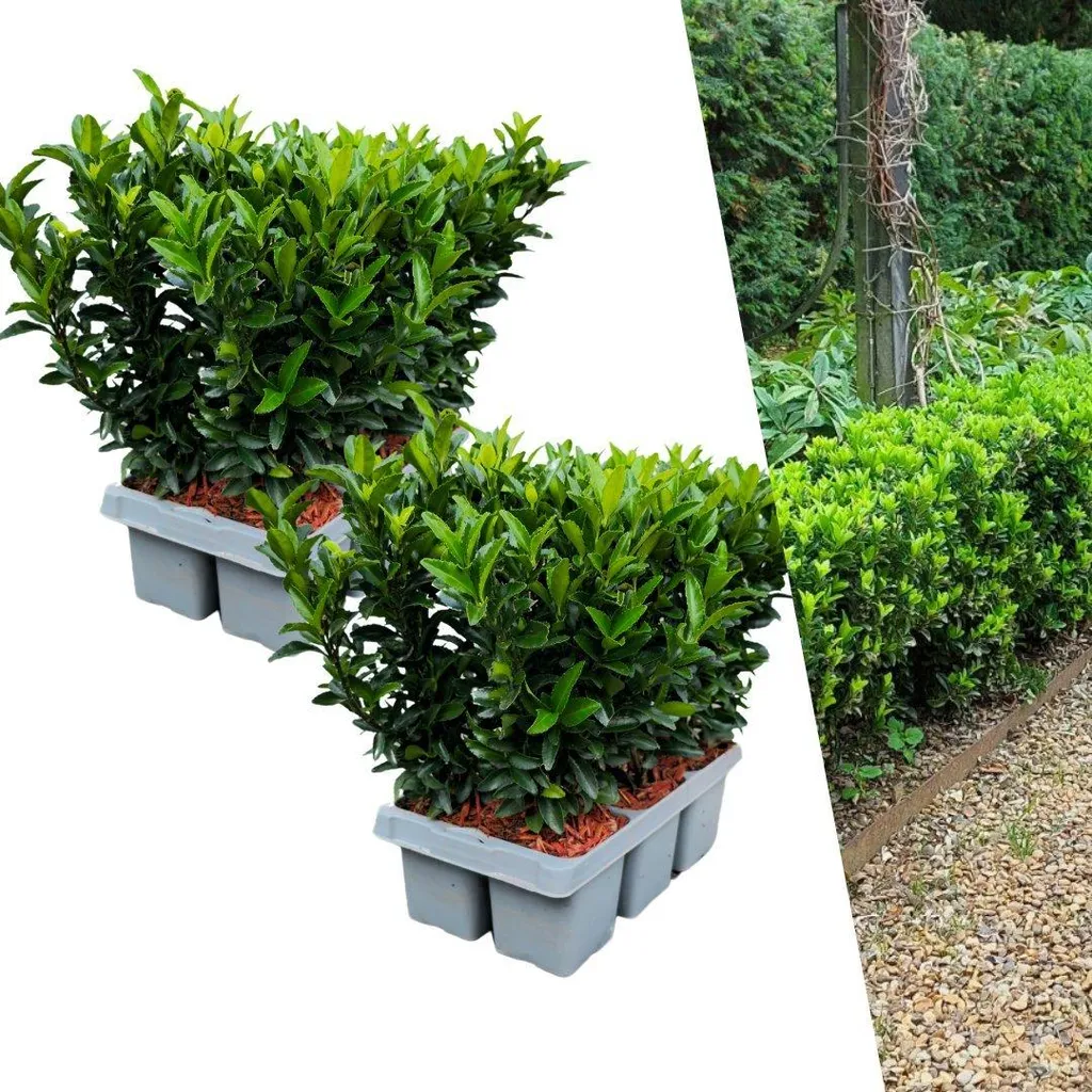 Créer une Bordure de Jardin avec 12 Fusains Euonymus Green Spire
