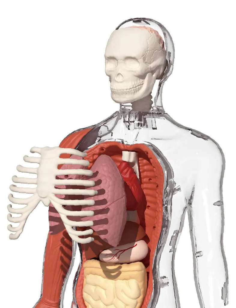 Comprendre le Corps Humain Facilement - Jeu STEM Anatomie TopBright - 5