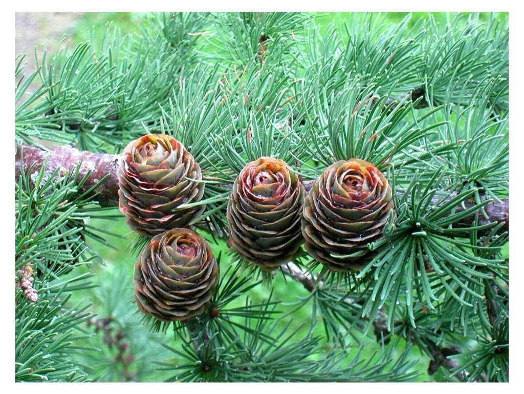 Japanische Lärche Larix kaempferi Pflanze 35-40 cm