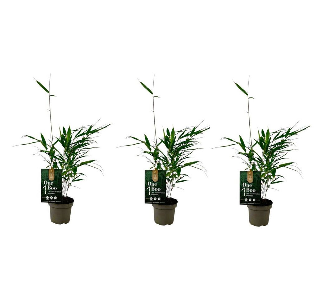 3 kusy Fargesia Robusta Pingwu bambus 30 cm Odolná a Obrázok produktu 