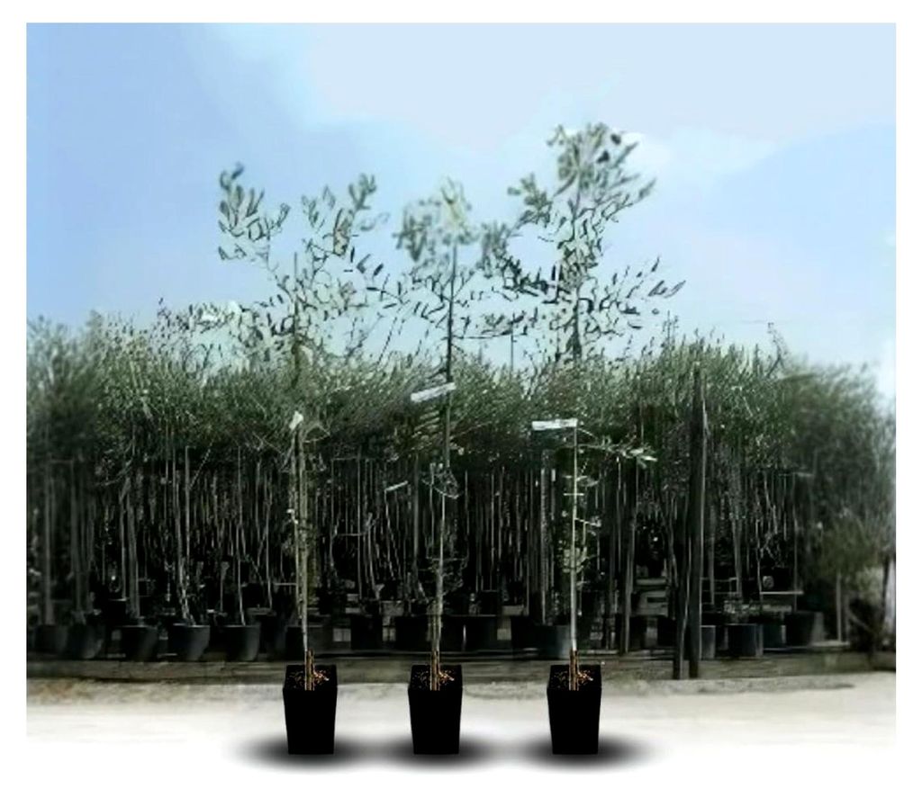 Olivier Olivenbaum Cipressino - Obstbaum max 160 cm, 3 Jahre Anbau aus Italien