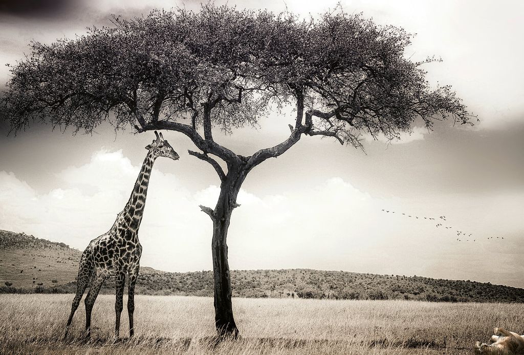 Digitaldruck-Tapete Giraffe Safari livingwalls (1033887)