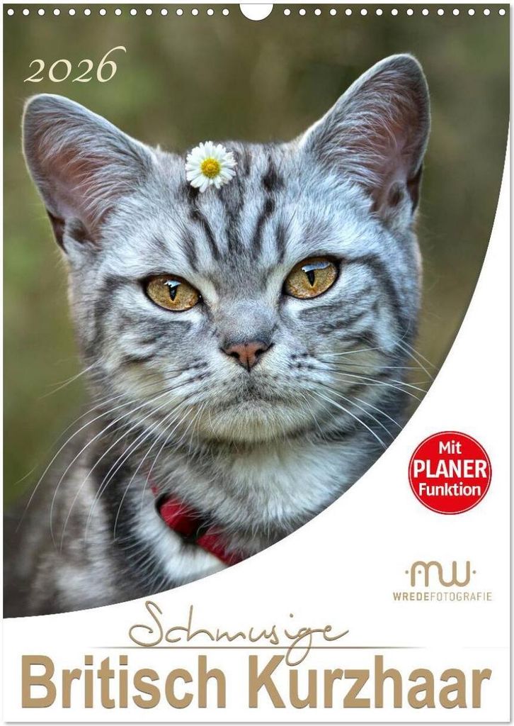 Schmusige Britisch Kurzhaar (Wandkalender 2026 DIN A3 hoch), CALVENDO Monatskalender