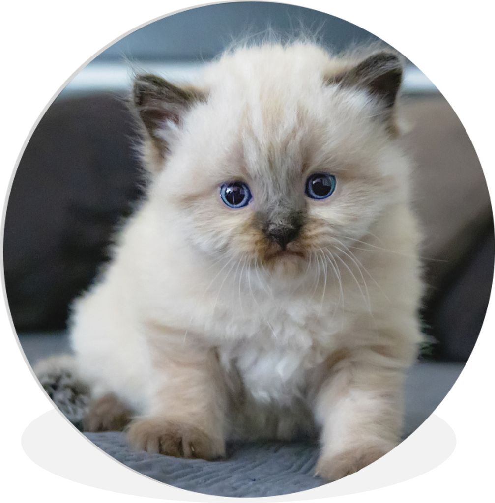 MuchoWow Rundes Wandbild - Runde Bilder Kätzchen - Katze - Tier Ø 30 cm Kreis Wanddekoration Kunststoff - Wandkreis - Wandschmuck - Schlafzimme...