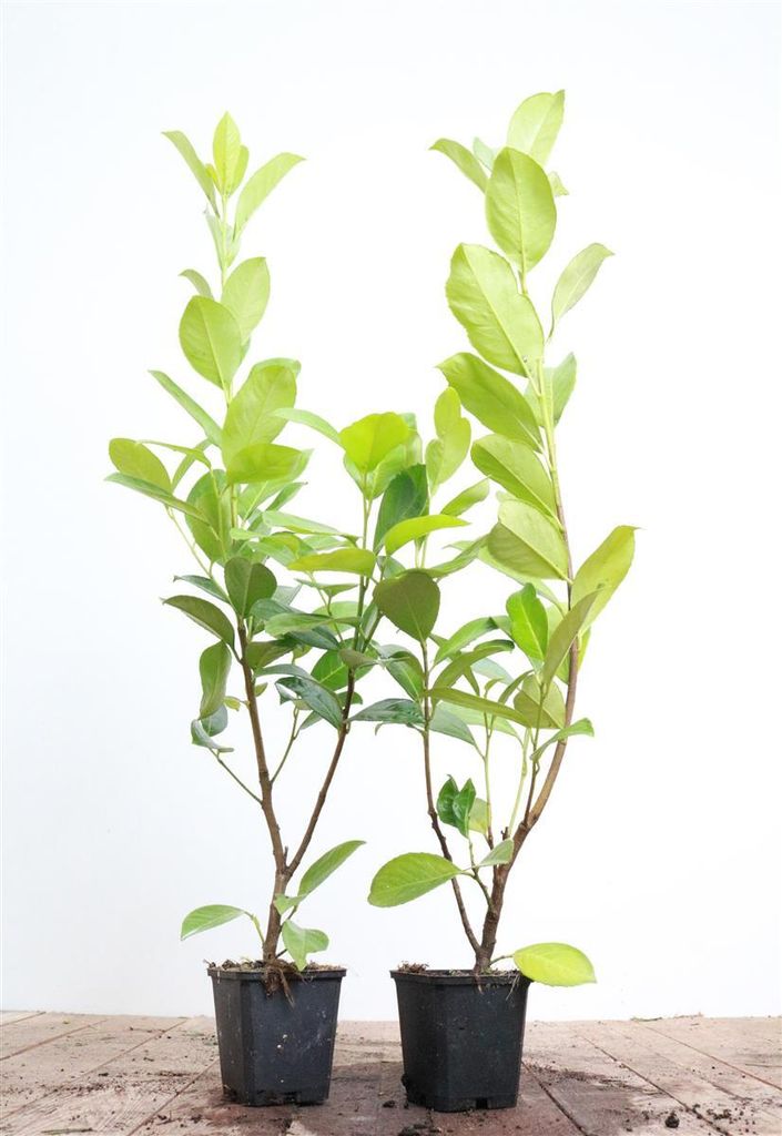 Prunus laurocerasus 'Rotundifolia', Kirschlorbeer, immergrün, 60–80 cm