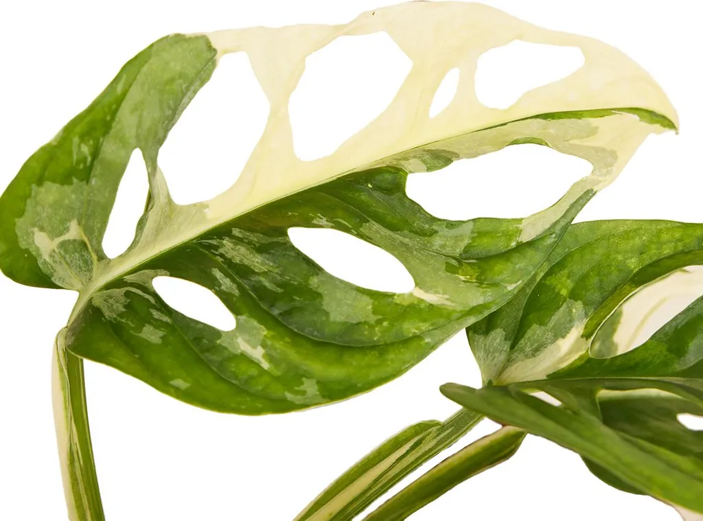 Monstera Adansonii Variegata - Plante grimpante pour déco intérieure