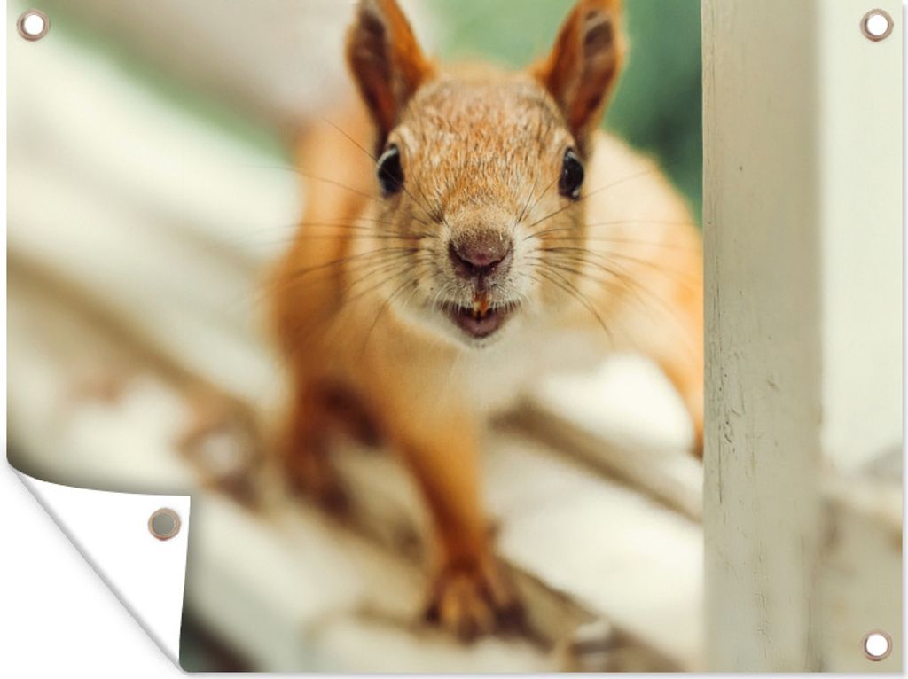 MuchoWow 40x30 cm Outdoor-Poster Gartendeko Sichtschutz Garten Poster für den Garten Eichhörnchen - Fenster - Tiere