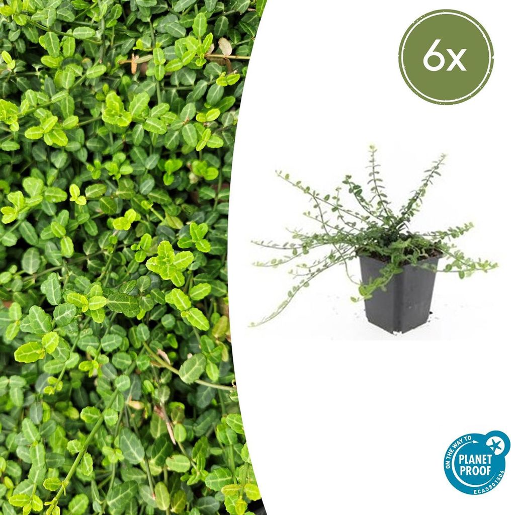 Euonymus fort. 'Minimus' | 6 stuks - 10-25cm - Ø9cm - Productafbeelding 