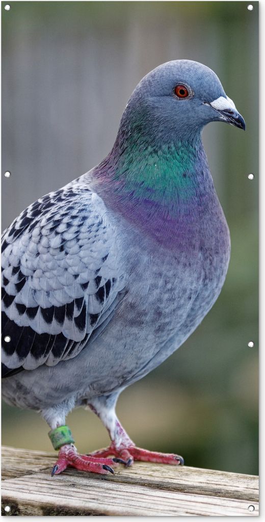 MuchoWow 80x160 cm Outdoor-Poster Gartendeko Sichtschutz Garten Poster für den Garten Taube - Vogel - Lila - Federn