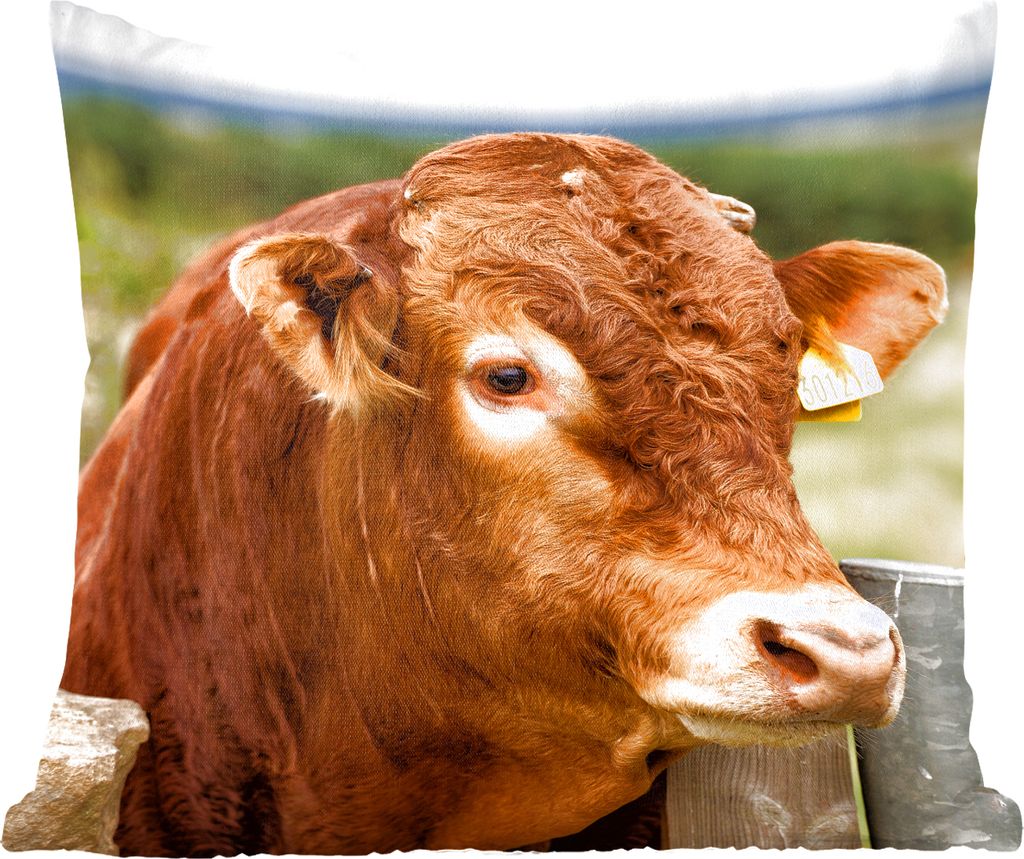 MuchoWow Zierkissen Sofakissen Wohnzimmer Dekokissen 50x50 cm Schottisches Hochlandrind - Berg - Zaun - Komfort - Sofakissen