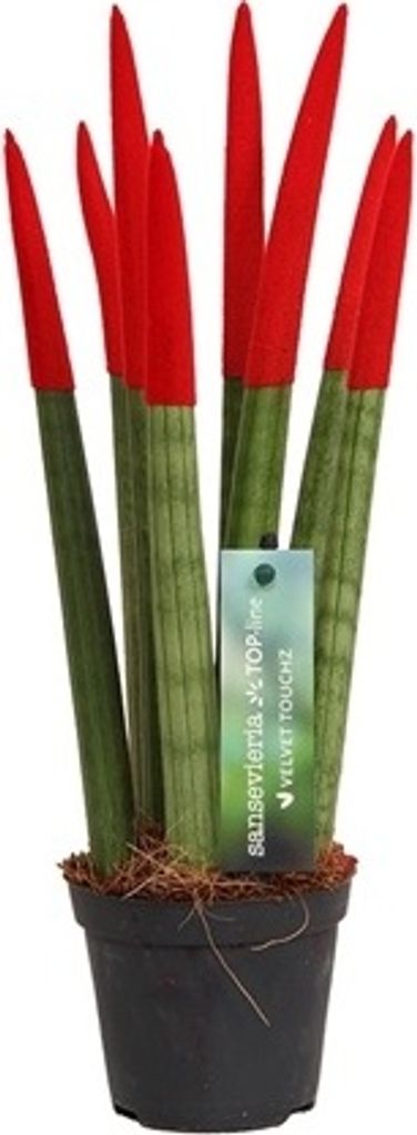 Sansevieria Cylindrica Straight -Spaghetti VELVET TOUCHZ - 15-20 cm Bogenhanf Zimmerpflanze (Rot)