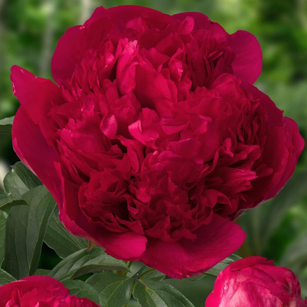 Pfingstrosen resistentes al invierno, variedad "Red Imagen del producto 