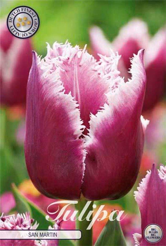 Tulpe San Martin (7 Stück) | Tulpenzwiebeln von Sam van Schooten