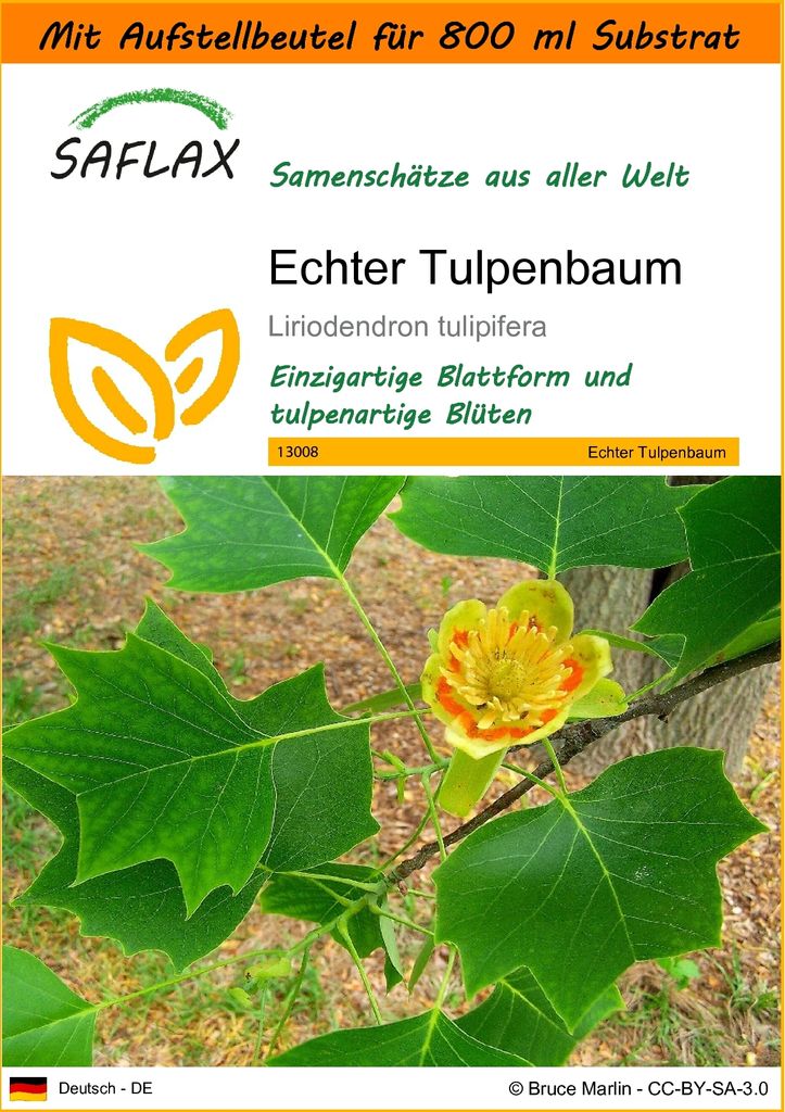 SAFLAX - Garden in the Bag - Echter Tulpenbaum - 20 Samen - Mit Anzuchtsubstrat im praktischen, selbst aufstellenden Beutel - Liriodendron tulipifera