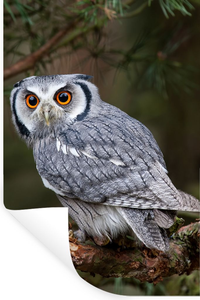 MuchoWow Wandtattoo Wandsticker Wandaufkleber Eule - Vogel - Äste - Natur 60x90 cm Selbstklebend und Repositionierbar - Sticker - Dekorfolie