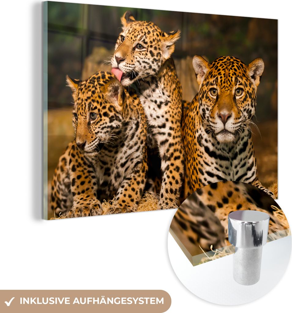 MuchoWow Glasbilder - Bilder auf Wandbild - Foto auf Glas Leopard - Wilde Tiere - Natur 90x60 cm Wanddekoration aus Glas - Acrylglasbild - Acrylbil...